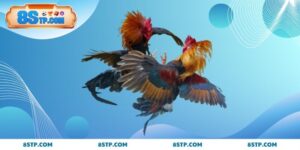 mẹo chọn gà đá thomo